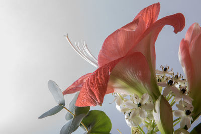 Close-up of red hibiscus flower