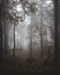 Trees in forest