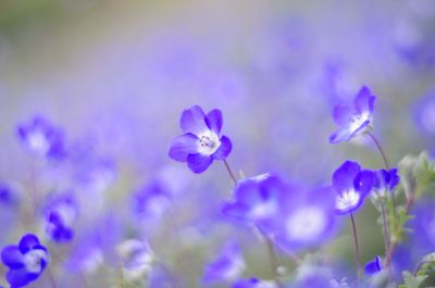 Close-up of purple crocus flowers