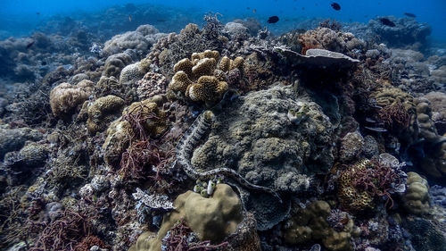 View of coral in sea