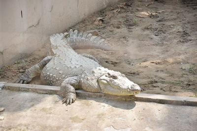 High angle view of lizard on land