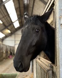 Close-up of horse