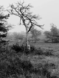 Trees on field against clear sky