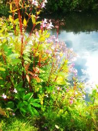 Plant growing on tree