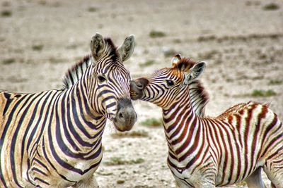 Zebra zebras