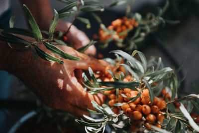 Cropped hand holding plant
