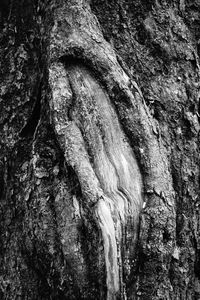 Full frame shot of tree trunk