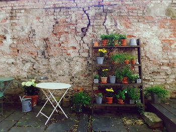 Potted plants on wall of old building