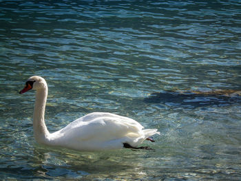 Close-up of swan swimming in lake