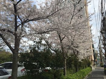 Trees growing in a park