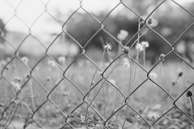 Full frame shot of chainlink fence on field