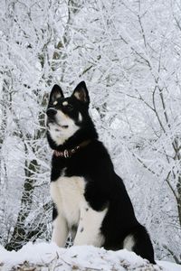 Close-up of dog sitting on snow