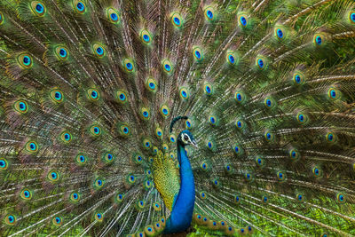 Close-up of peacock