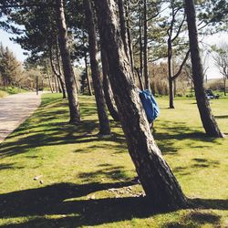 Trees in park