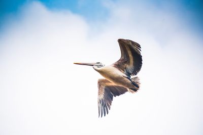 Low angle view of bird flying in sky