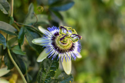 Close-up of purple flower blooming outdoors