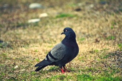 Close-up of bird perching on field