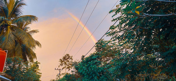 Low angle view of coconut palm trees against sky