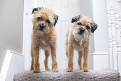 Portrait of dogs standing at home