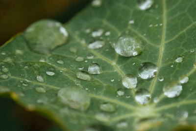 Close-up of water drops on leaf