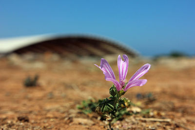 Close-up of purple crocus against blue sky