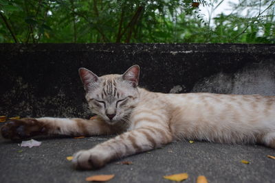 Portrait of cat lying down on street