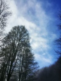 Low angle view of bare trees against sky