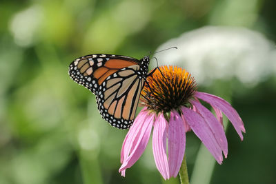 Close-up of butterfly pollinating on flower