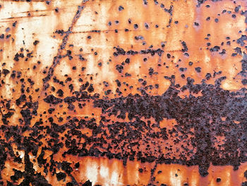 Close-up of bee on rusty metal