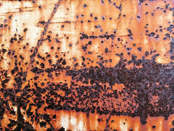 Close-up of bee on rusty metal
