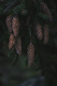 Close-up of pine tree