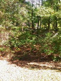 Trees growing in forest