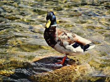 Duck swimming in lake