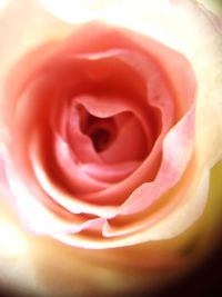 Close-up of rose