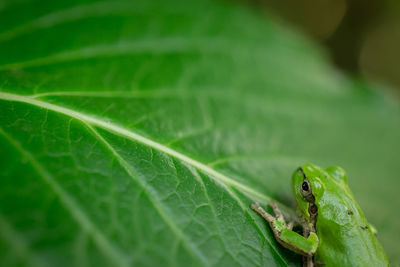 Close-up of insect on leaf