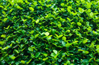 Full frame shot of plants growing on field