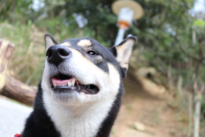 My cute black shiba inu follows me up the mountain