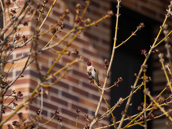 Bird perching on branch