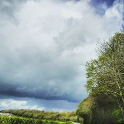 Low angle view of trees against cloudy sky