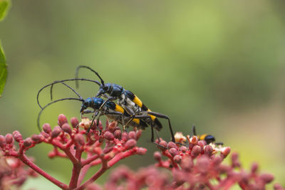 Close-up of insect on red flowers