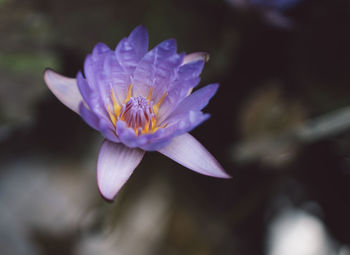 Close-up of purple flower