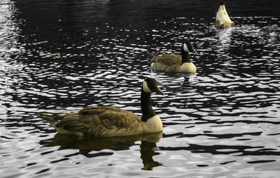 Duck swimming on lake