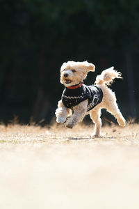 Close-up of a dog running on field