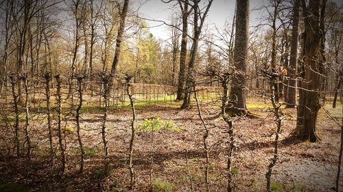 Bare trees in forest