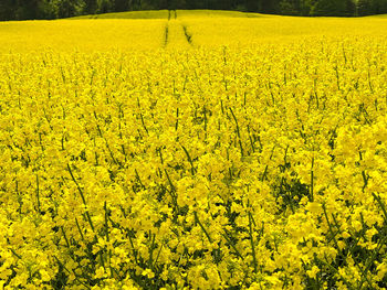 Scenic view of oilseed rape field