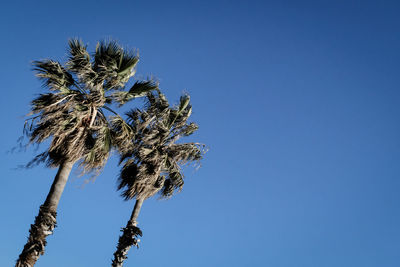 Low angle view of coconut palm tree against clear blue sky