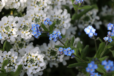 Close-up of white flowering plants in park