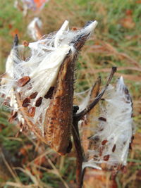 Close up of leaf