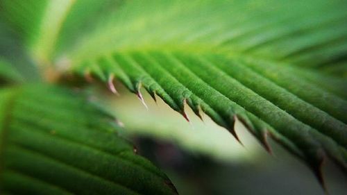 Close-up of leaves