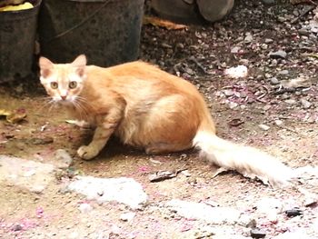 Portrait of cat